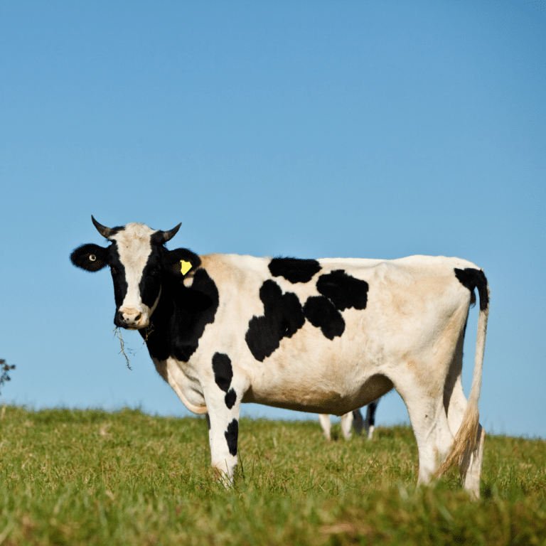 dairy cow